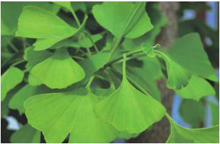 Ginkgo leaf