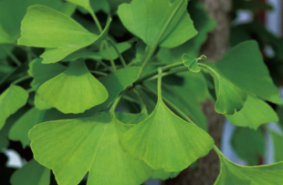 Ginkgo leaf