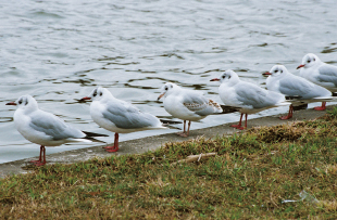 Black-headed gull (Yurikamome)