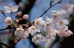 Somei-Yoshino cherry blossom