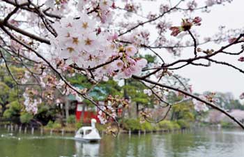 A photo of the Senzokuike Pond