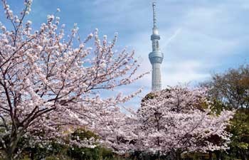 A photo of Sumida Park