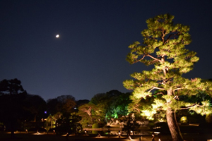 Photo of The Rikugien Gardens illuminated