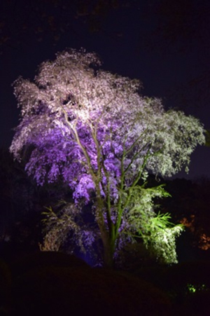 Photo of The second weeping cherry tree