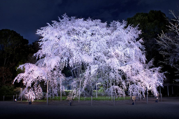 Photo of Rikugien Gardens