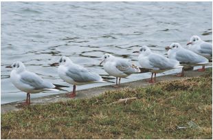 Black-headed gull (Yurikamome)