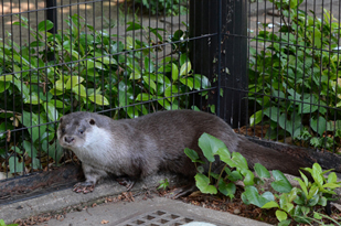 ユーラシアカワウソの写真