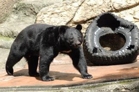 ツキノワグマの写真