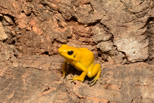 展示予定の生物の写真1