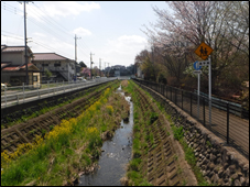 霞川の写真1