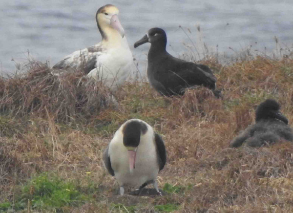 アホウドリの写真2