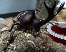 カブトムシの写真