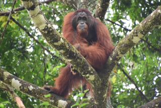 オランウータンの写真