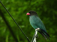 鳥の写真