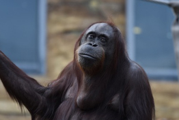 慰霊動物の写真