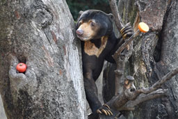 クマの写真