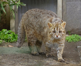 ツシマヤマネコの写真