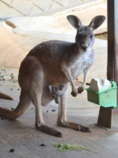 カンガルーの写真