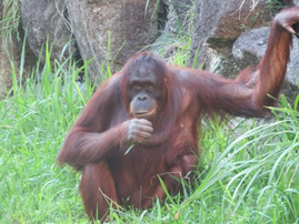 オランウータンの写真