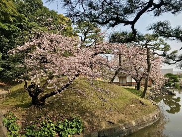 桜の写真1