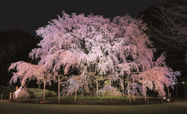 桜の写真1