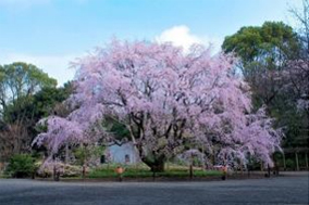 桜の写真2