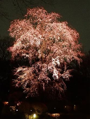 桜の写真3