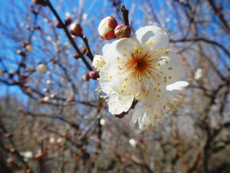 花の写真