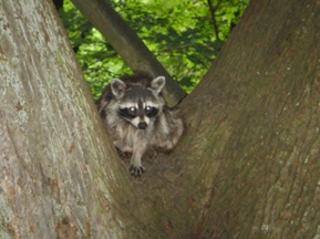 アライグマの写真