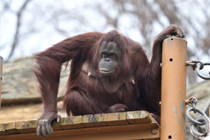 オランウータンの写真