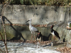 コウノトリの画像2