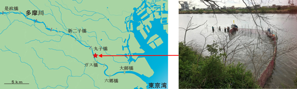 調査地点の地図及び定置網の写真