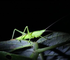 生き物の写真1