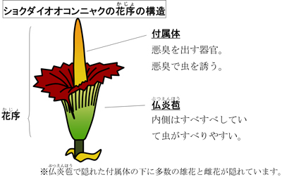 花の構造の説明画像