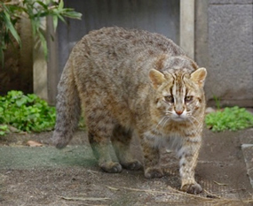 ツシマヤマネコの写真