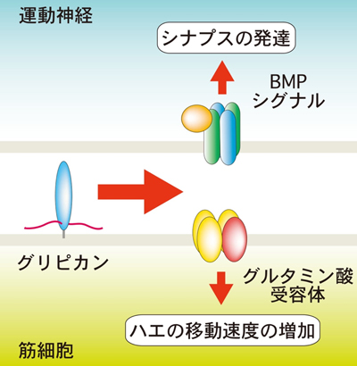 細胞の画像