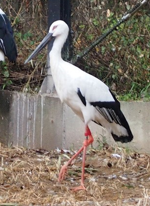 ニホンコウノトリの写真