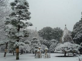 雪吊りの様子の写真1