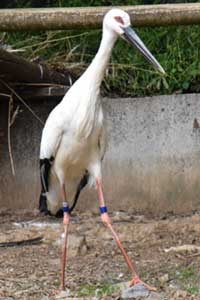 ニホンコウノトリの写真2