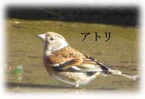 野鳥の写真2