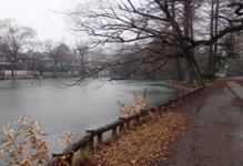 公園の写真1