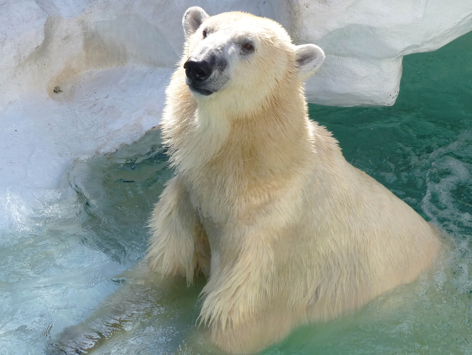 動物の写真