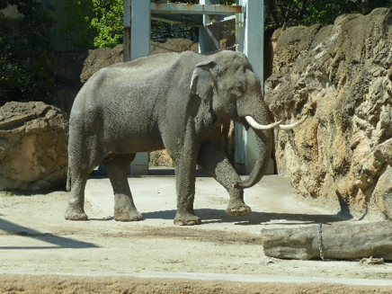 アジアゾウの写真