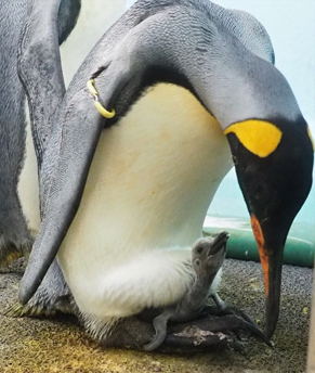 オウサマペンギンのヒナの写真