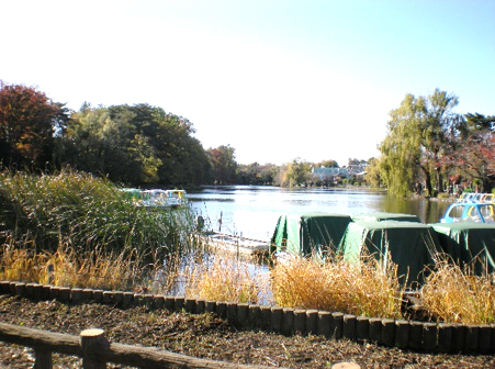 石神井公園石神井池の写真