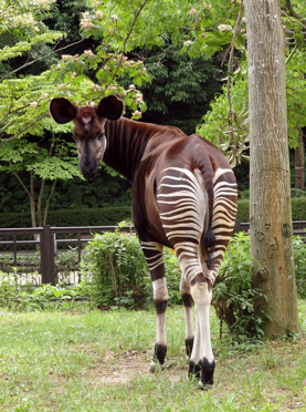 オカピの写真2