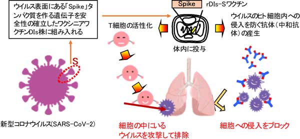 ワクチン開発の概要図