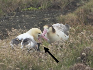 アホウドリの写真1