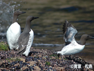 ウミガラスの写真