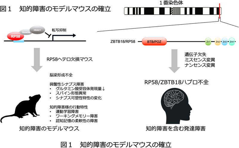 図1